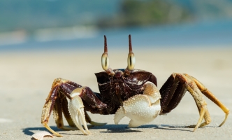 Ullam temporibus quas temporibus repudiandae