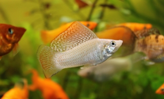 Quos voluptatem velit sed